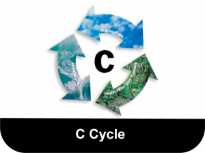C-Cycle-button